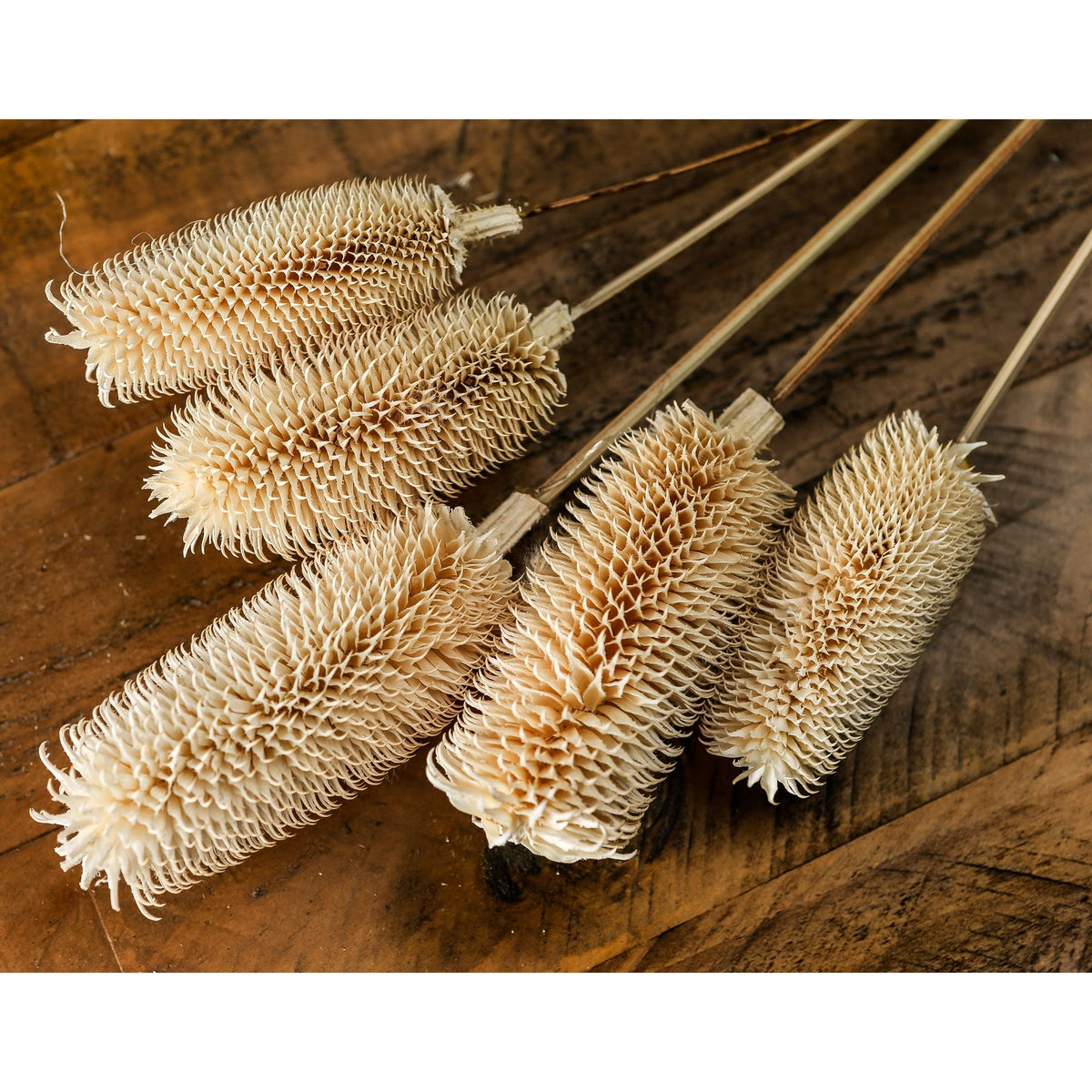 Cream botanical heads laid diagonally across a wooden surface, with slender stems extending towards the upper right.