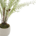 Close-up of the fern's narrow green leaflets, brown curled shoots and moss-like top dressing above the white pot.