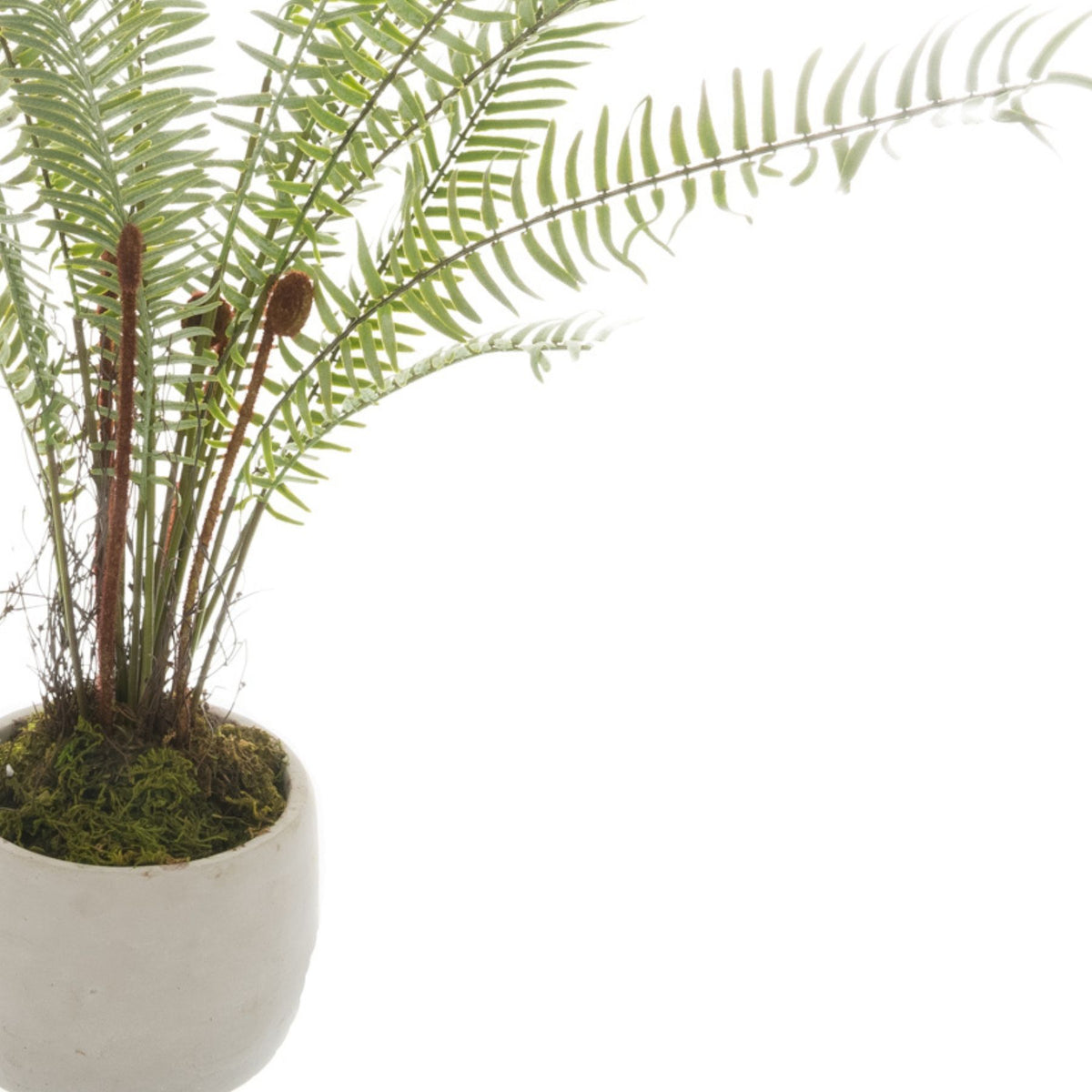 Close-up of the fern's narrow green leaflets, brown curled shoots and moss-like top dressing above the white pot.
