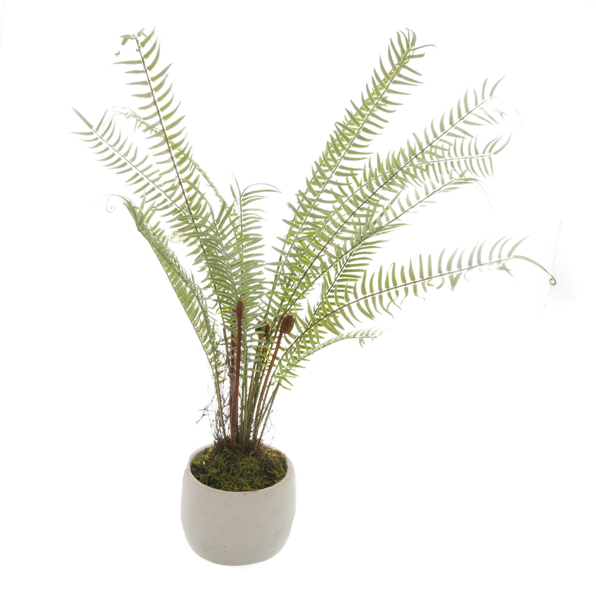 Artificial fern with spreading green fronds and upright brown curled shoots in a white cylindrical pot against a white background.