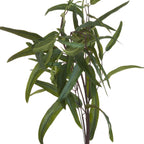 Close view of overlapping curved eucalyptus leaves with visible veins and slender brown branches against a white background.