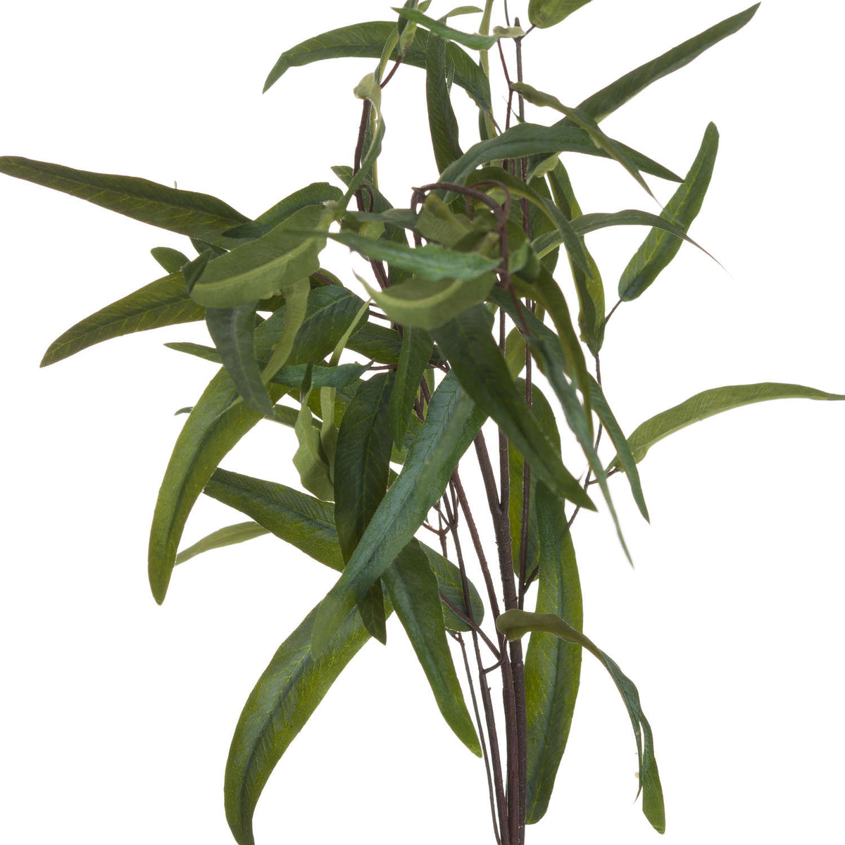 Close view of overlapping curved eucalyptus leaves with visible veins and slender brown branches against a white background.