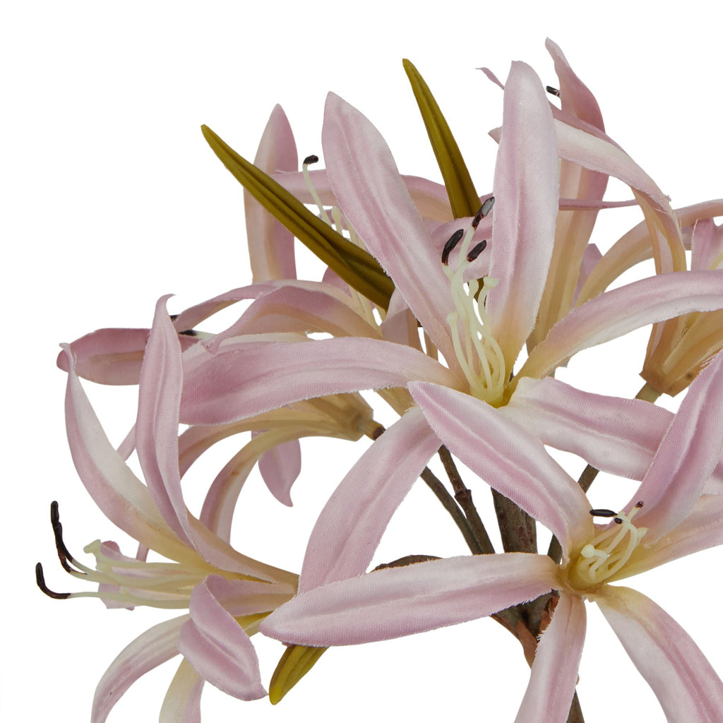 Close-up of narrow pale pink petals curving around cream flower centres, with dark-tipped stamens and olive buds between the blooms.