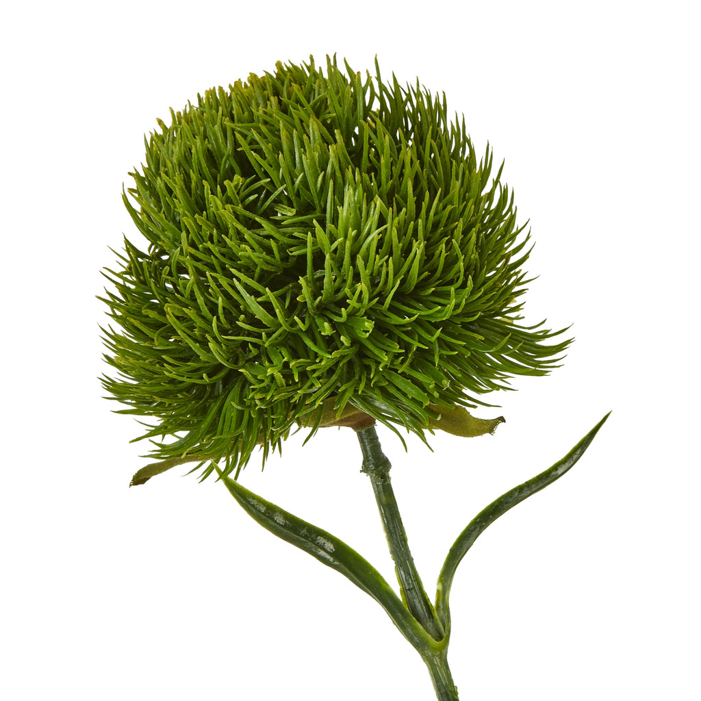 Close-up of the dianthus flower head showing densely gathered green points above curved leaves and a textured stem.