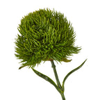 Close-up of the dianthus flower head showing densely gathered green points above curved leaves and a textured stem.