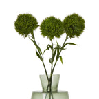 Three green dianthus stems arranged in a pale green glass vase, with rounded flower heads spread across a white background.