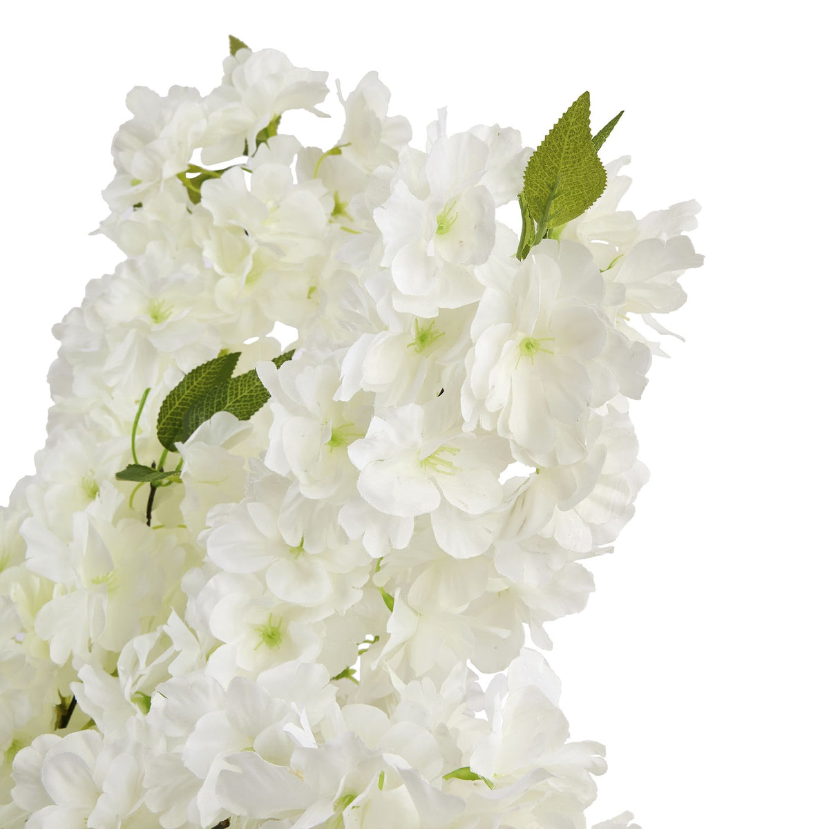 Close-up of overlapping white blossom petals, pale green centres and veined green leaves.