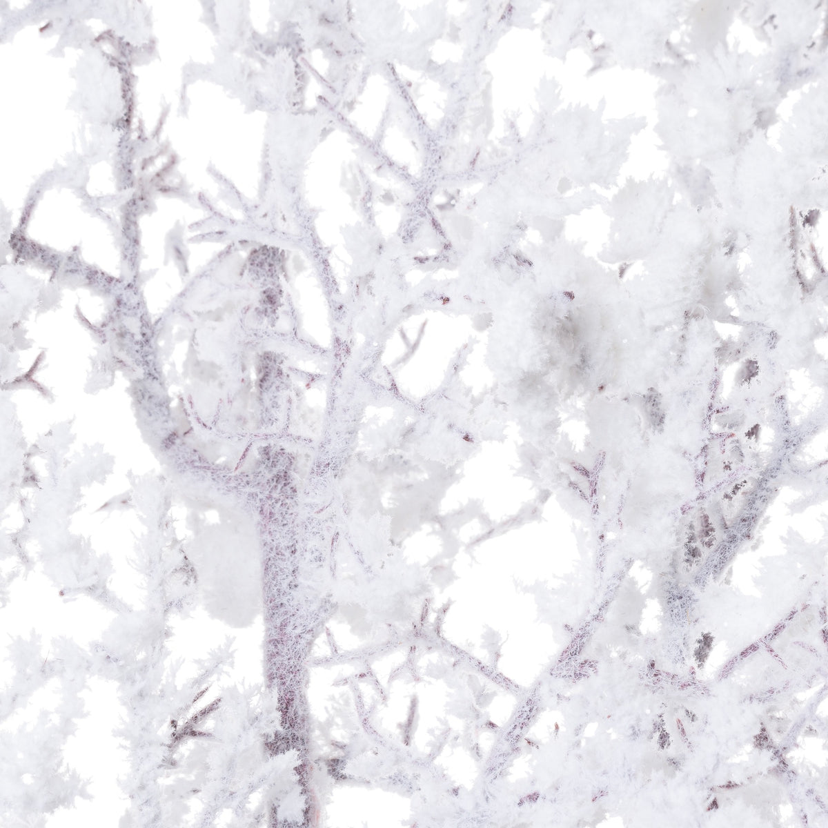 Close-up of fibrous white flocking and thicker snowy deposits over intersecting brown-grey stems.