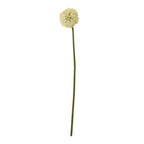 Full view of a cream artificial botanical with a spherical flower head and long, slightly curved green stem against white.
