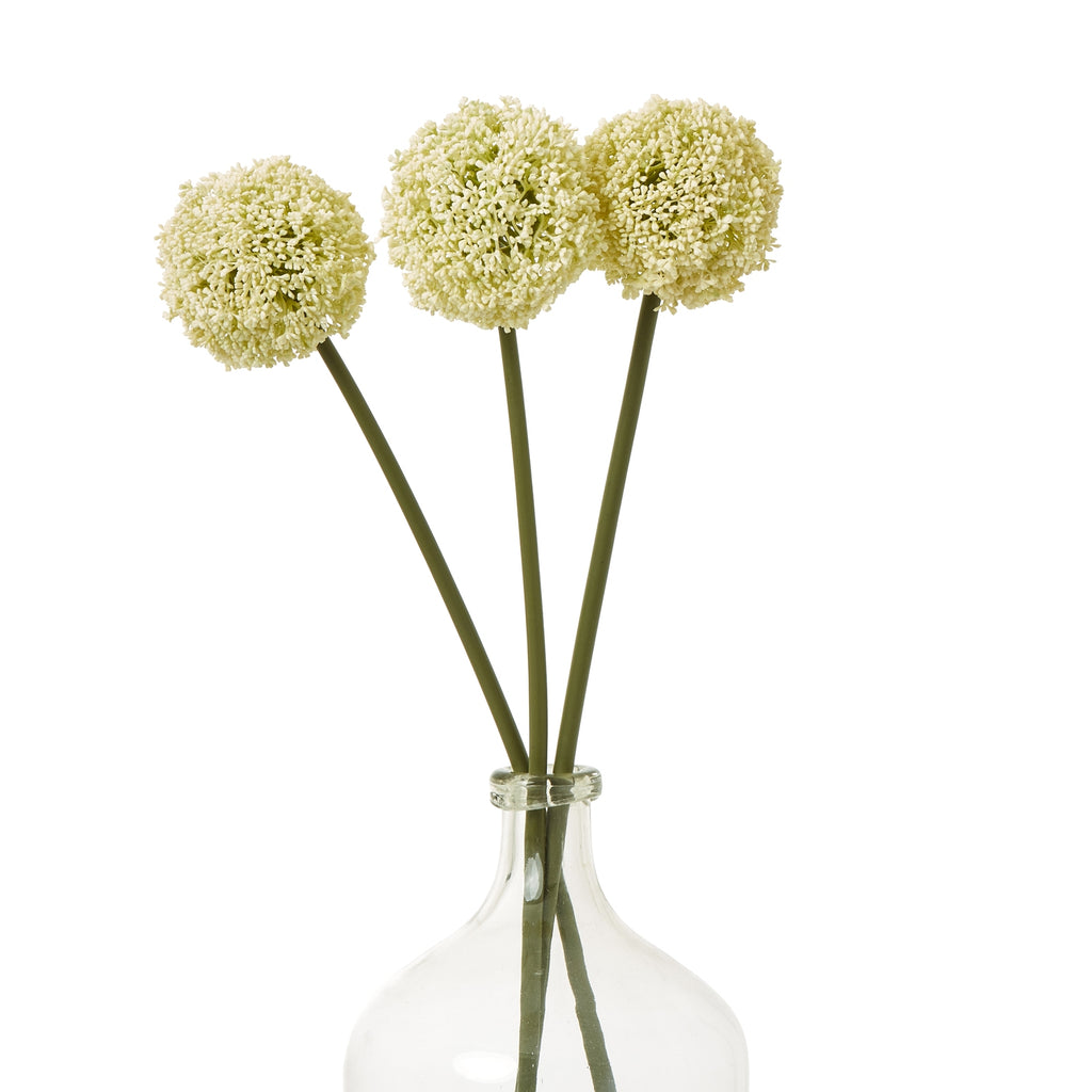 Three cream spherical botanical heads on green stems fanned out in a clear glass bottle, with the bottle partly cropped.
