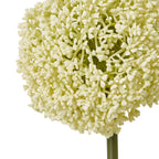 Close-up of the rounded cream head, showing tightly clustered small buds and flower shapes above the green stem.