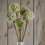 Closer view of pale green and cream rounded flower heads, with brown leaf-like details beneath them and long stems meeting the neck of a grey vase.