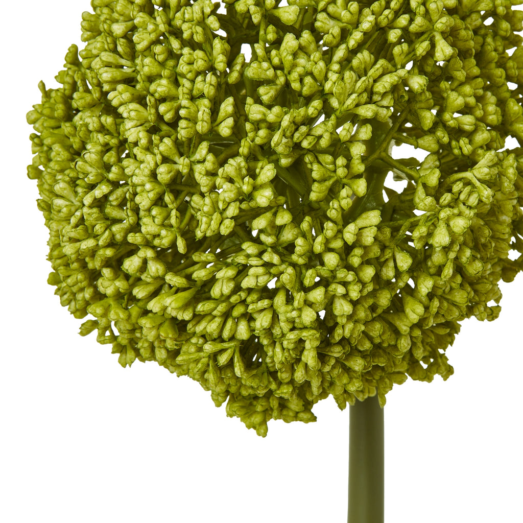Close-up of the green spherical head, showing densely clustered small bud-like forms above the smooth stem.