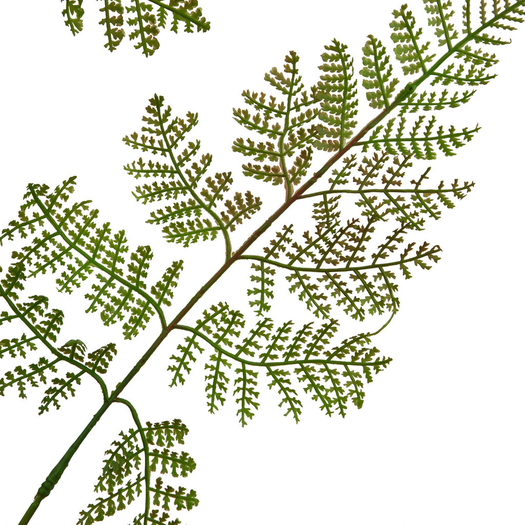 Close-up of finely divided green and olive-brown fronds, with small leaf-like shapes arranged along branching stems against white.