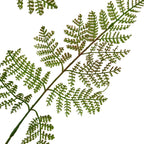 Close-up of finely divided green and olive-brown fronds, with small leaf-like shapes arranged along branching stems against white.