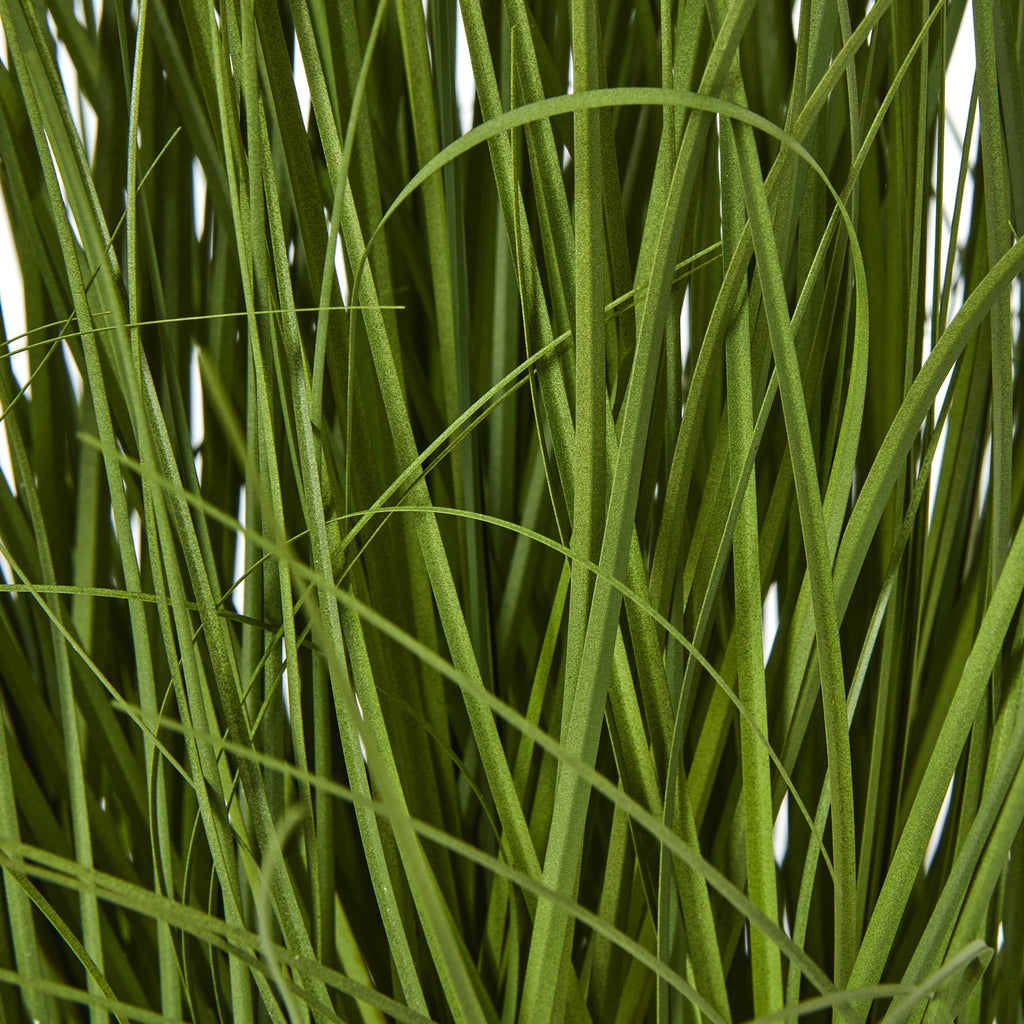 Detail of dense green foliage, showing flat upright blades interspersed with finer curved strands.