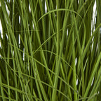 Detail of dense green foliage, showing flat upright blades interspersed with finer curved strands.
