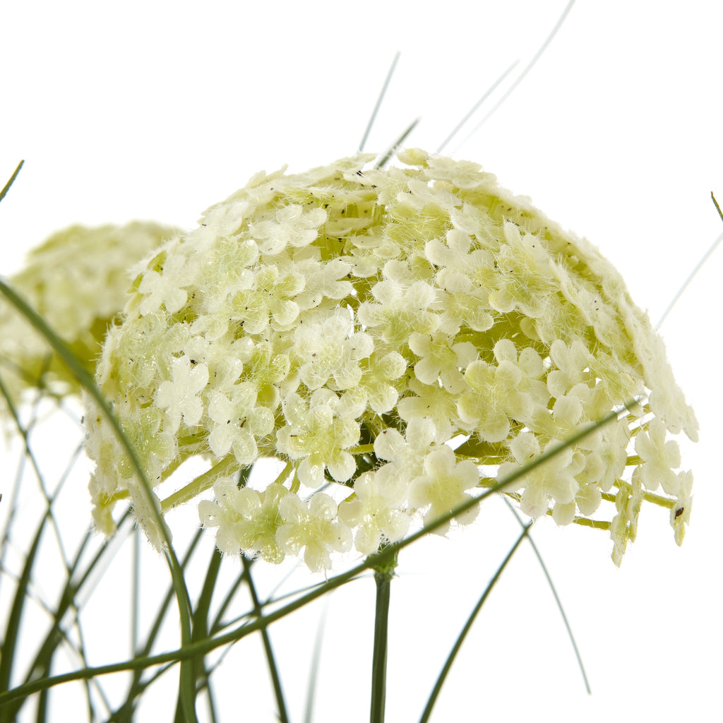 Close-up of a cream-white domed flower cluster showing tiny flowers and fine surface texture among slender green stems.