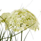 Close-up of a cream-white domed flower cluster showing tiny flowers and fine surface texture among slender green stems.
