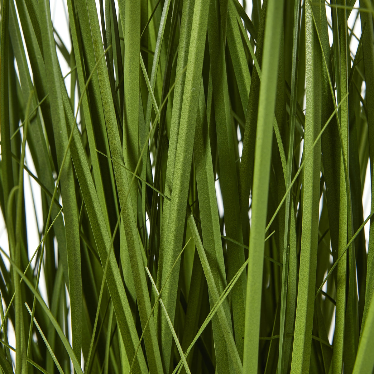 Detail of overlapping flat green blades with narrow threadlike strands crossing between them.