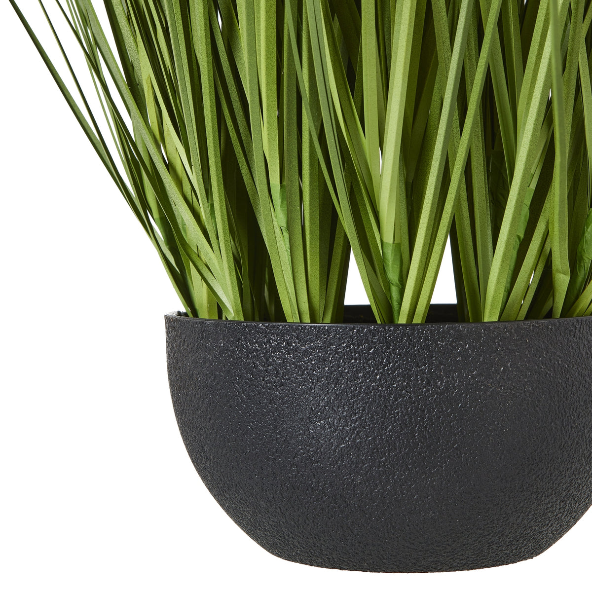 Close-up of the rounded black pot's grainy surface and the green blades emerging above its rim.