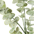 Close-up of rounded and oval sage-green leaves, showing their pale mottled surface, fine leaf lines and cupped edges around the green branches.