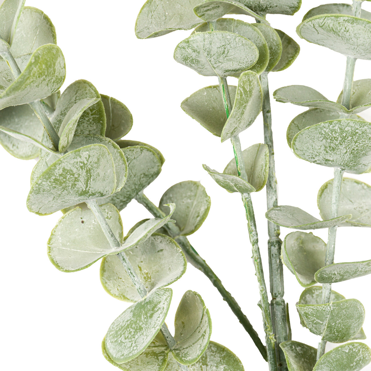 Close-up of rounded and oval sage-green leaves, showing their pale mottled surface, fine leaf lines and cupped edges around the green branches.