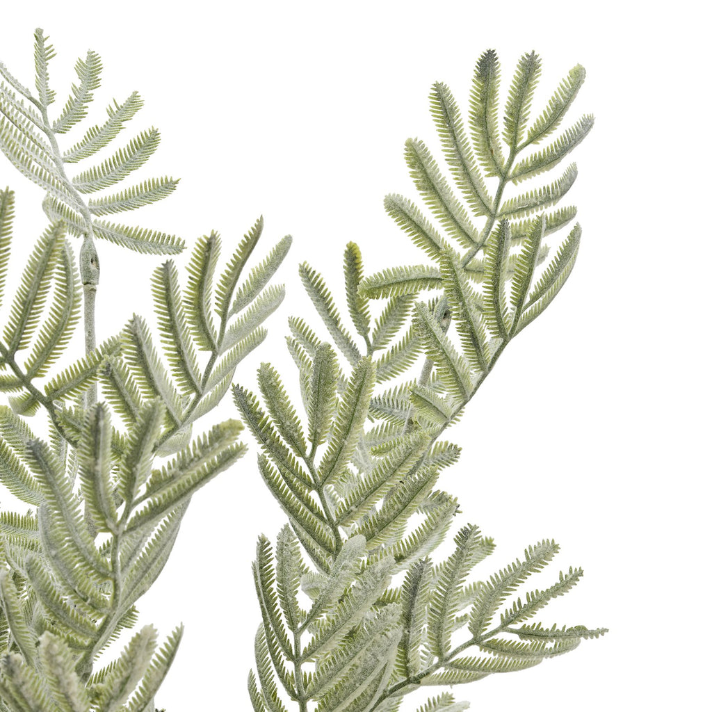 Close-up of narrow paired grey-green leaflets, showing finely serrated edges and a pale dusty surface.