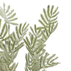 Close-up of narrow paired grey-green leaflets, showing finely serrated edges and a pale dusty surface.