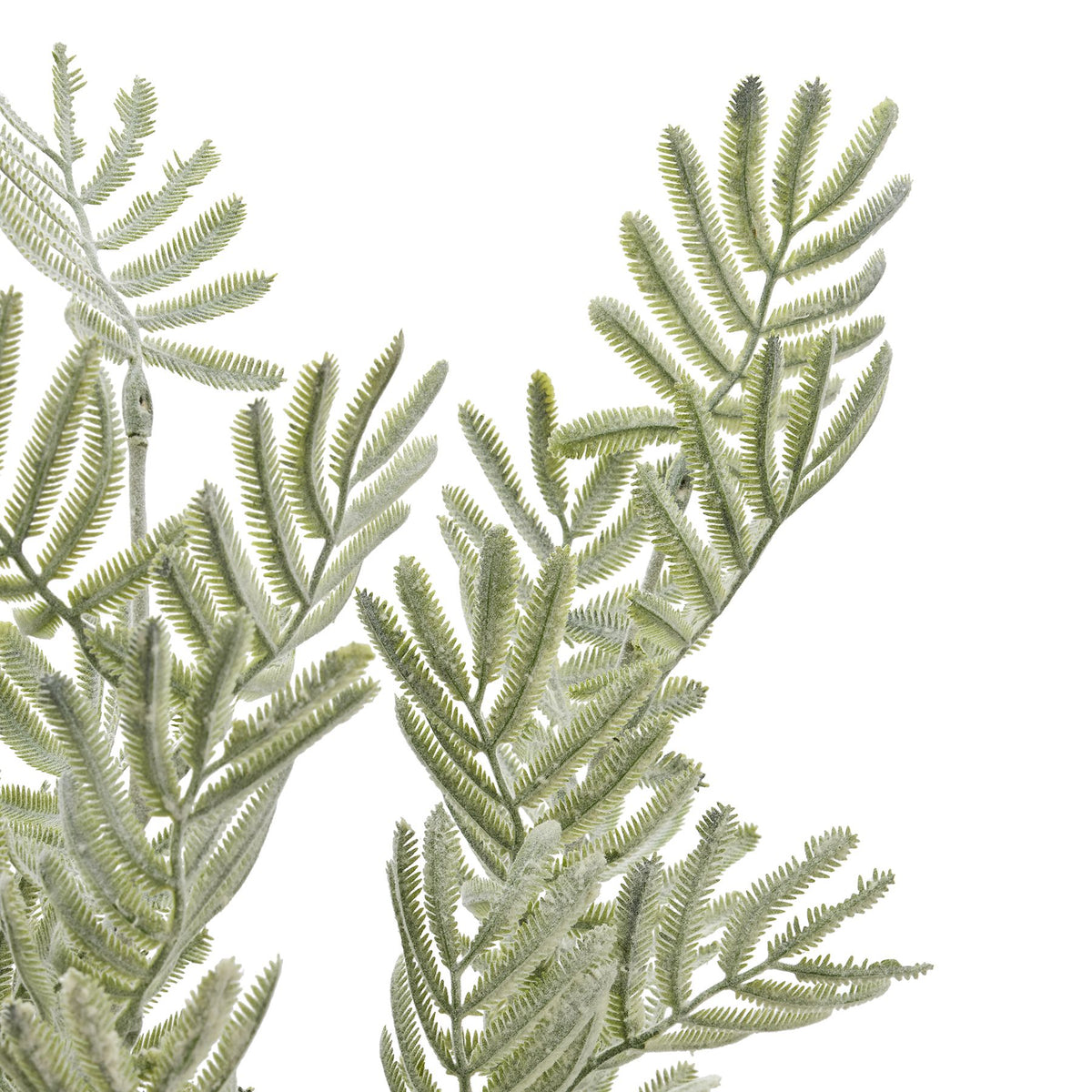Close-up of narrow paired grey-green leaflets, showing finely serrated edges and a pale dusty surface.