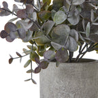 Close-up of powdery-looking coin-shaped leaves on dark branching stems, with the rim and textured surface of the pale grey pot below.