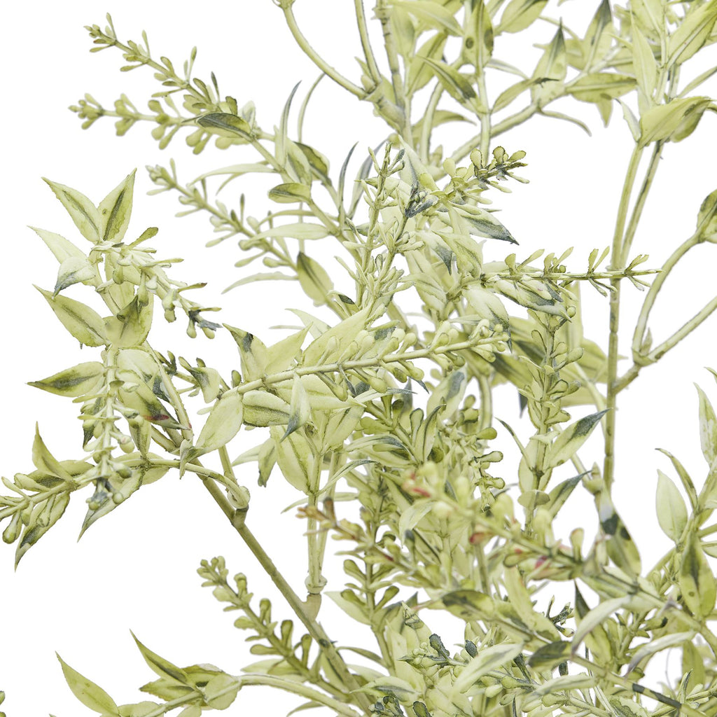 Close-up of pale-green pointed leaves and elongated buds, showing darker green shading and touches of muted red at some tips.