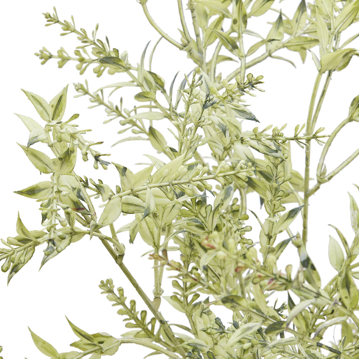 Close-up of pale-green pointed leaves and elongated buds, showing darker green shading and touches of muted red at some tips.