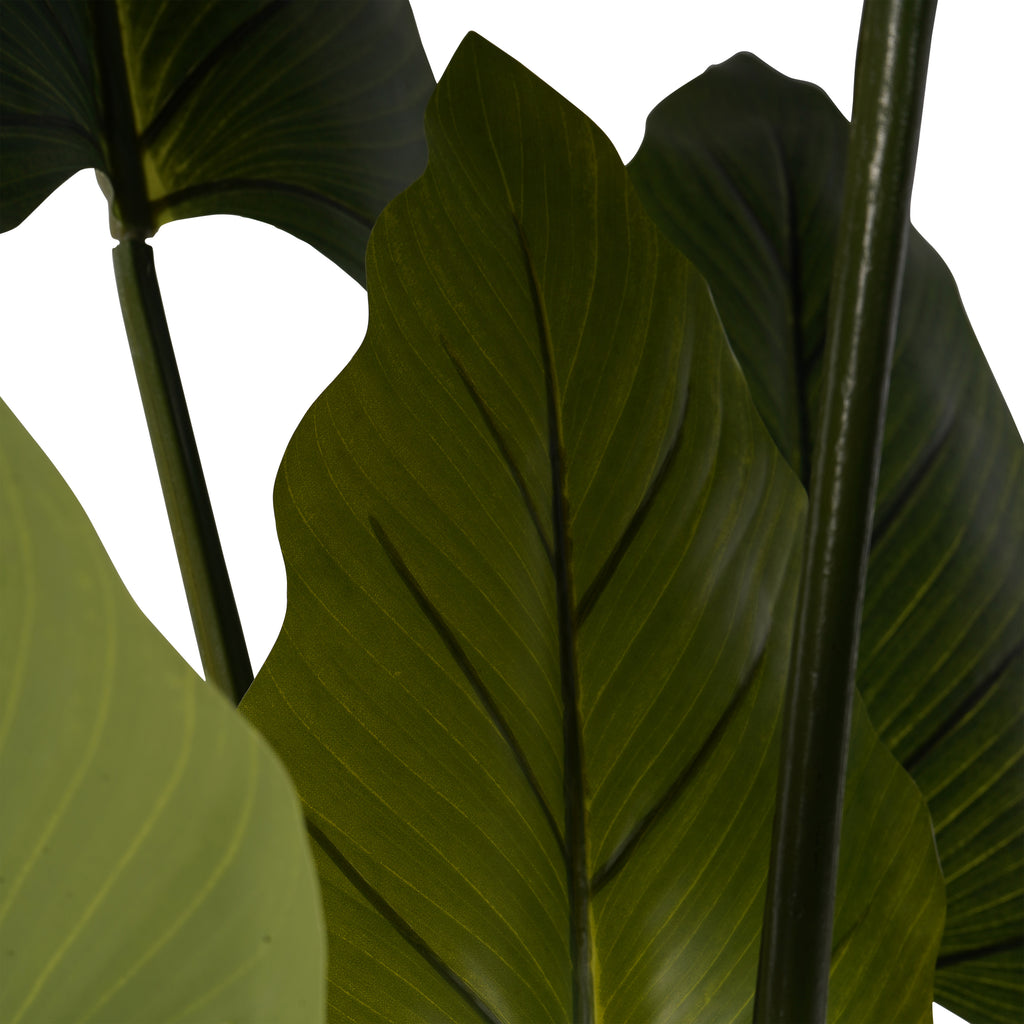 Close-up of overlapping green Tora leaves showing central veins, fine branching lines and gently wavy edges.