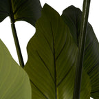 Close-up of overlapping green Tora leaves showing central veins, fine branching lines and gently wavy edges.