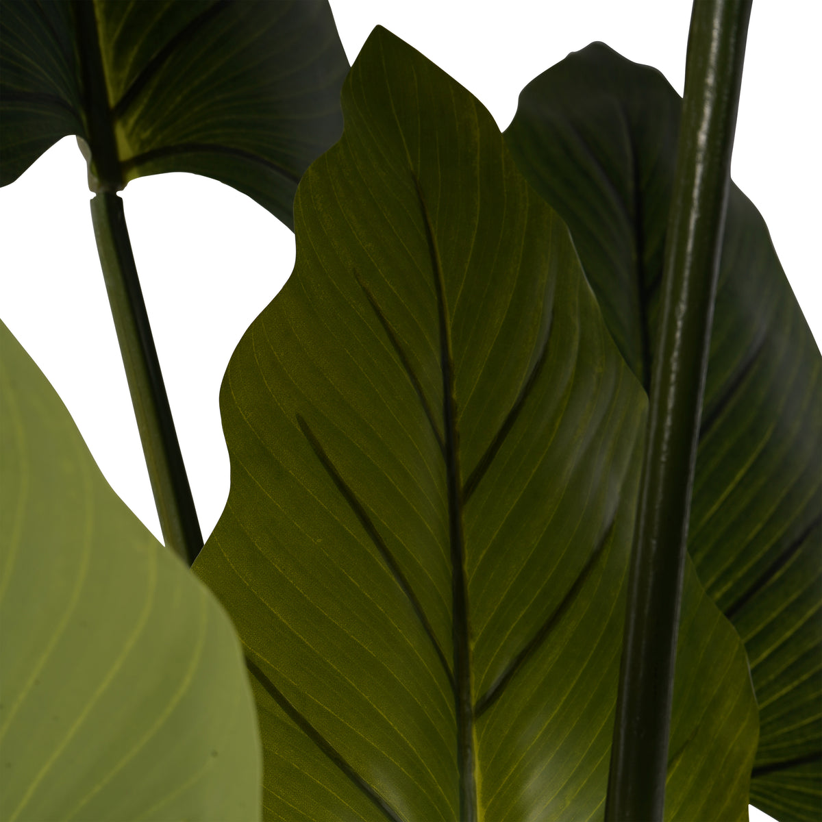 Close-up of overlapping green Tora leaves showing central veins, fine branching lines and gently wavy edges.