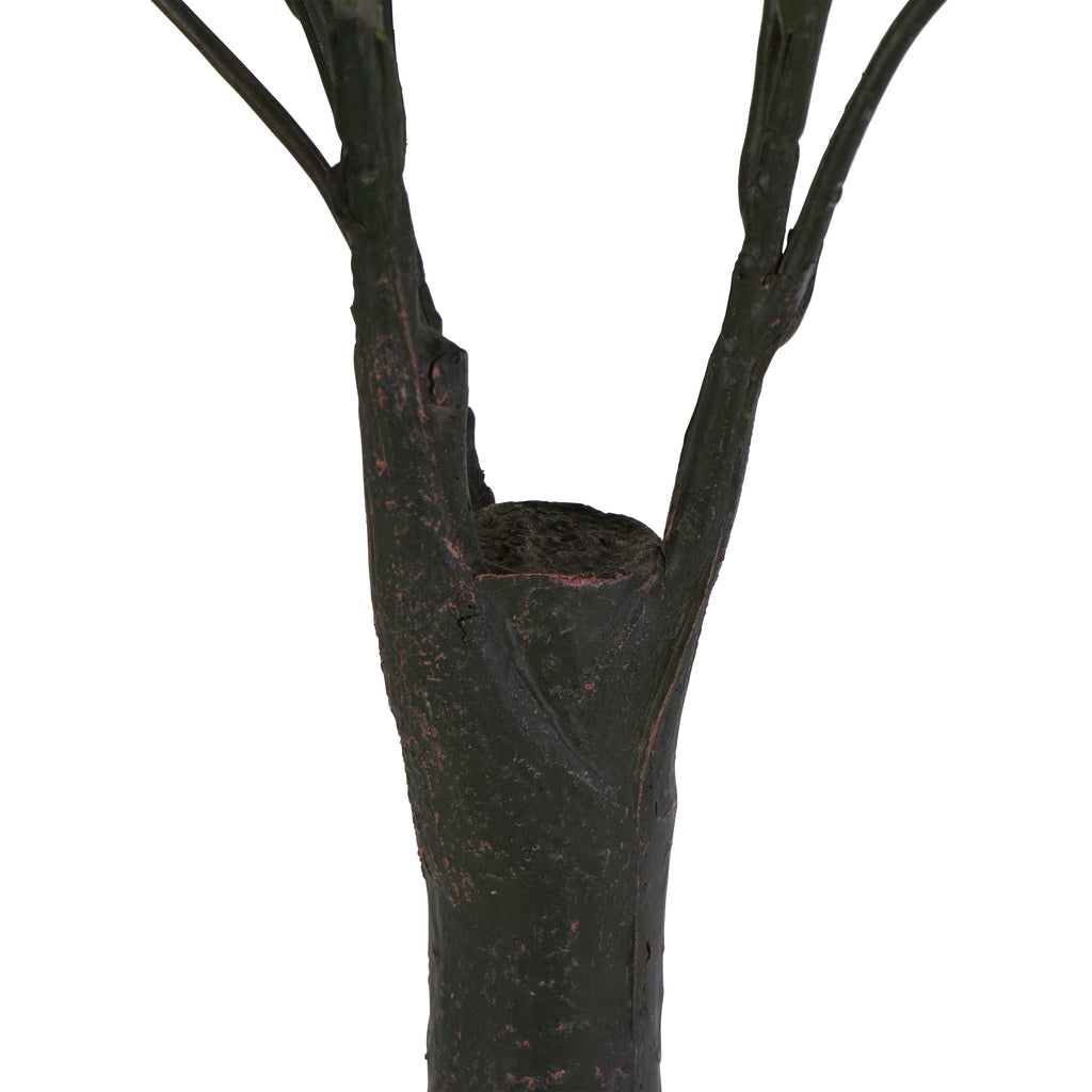 Close-up of the dark textured trunk dividing into upright branches, with reddish-brown markings on the surface.