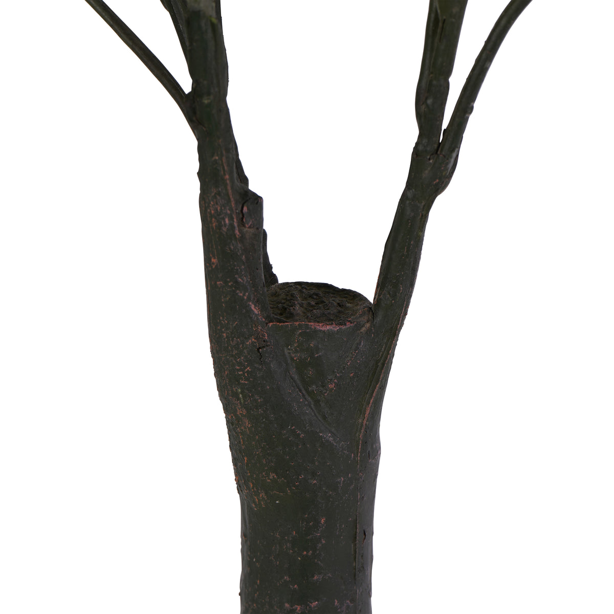 Close-up of the dark textured trunk dividing into upright branches, with reddish-brown markings on the surface.