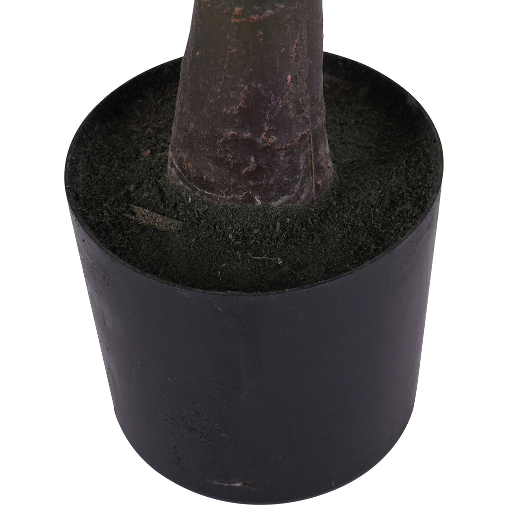 Detail of the textured trunk base and dark surface inside the round black pot.