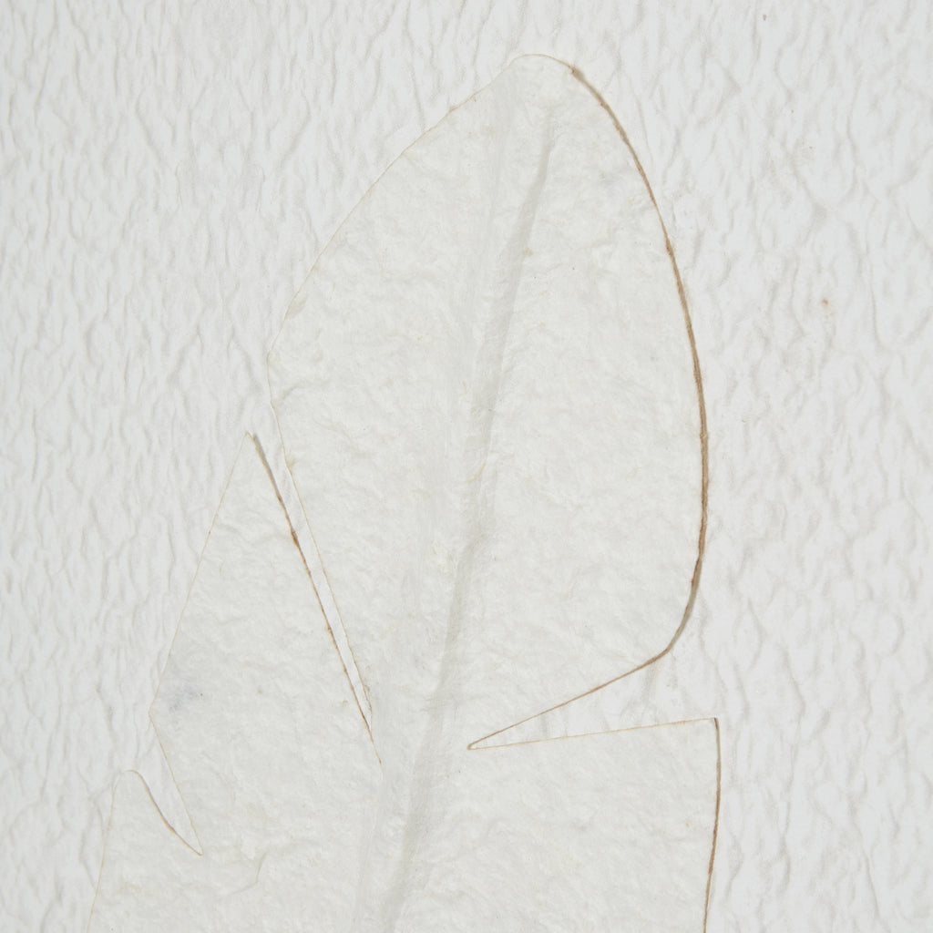 Close-up of the feather's curved tip, raised central line and divided edges against the textured white ground.