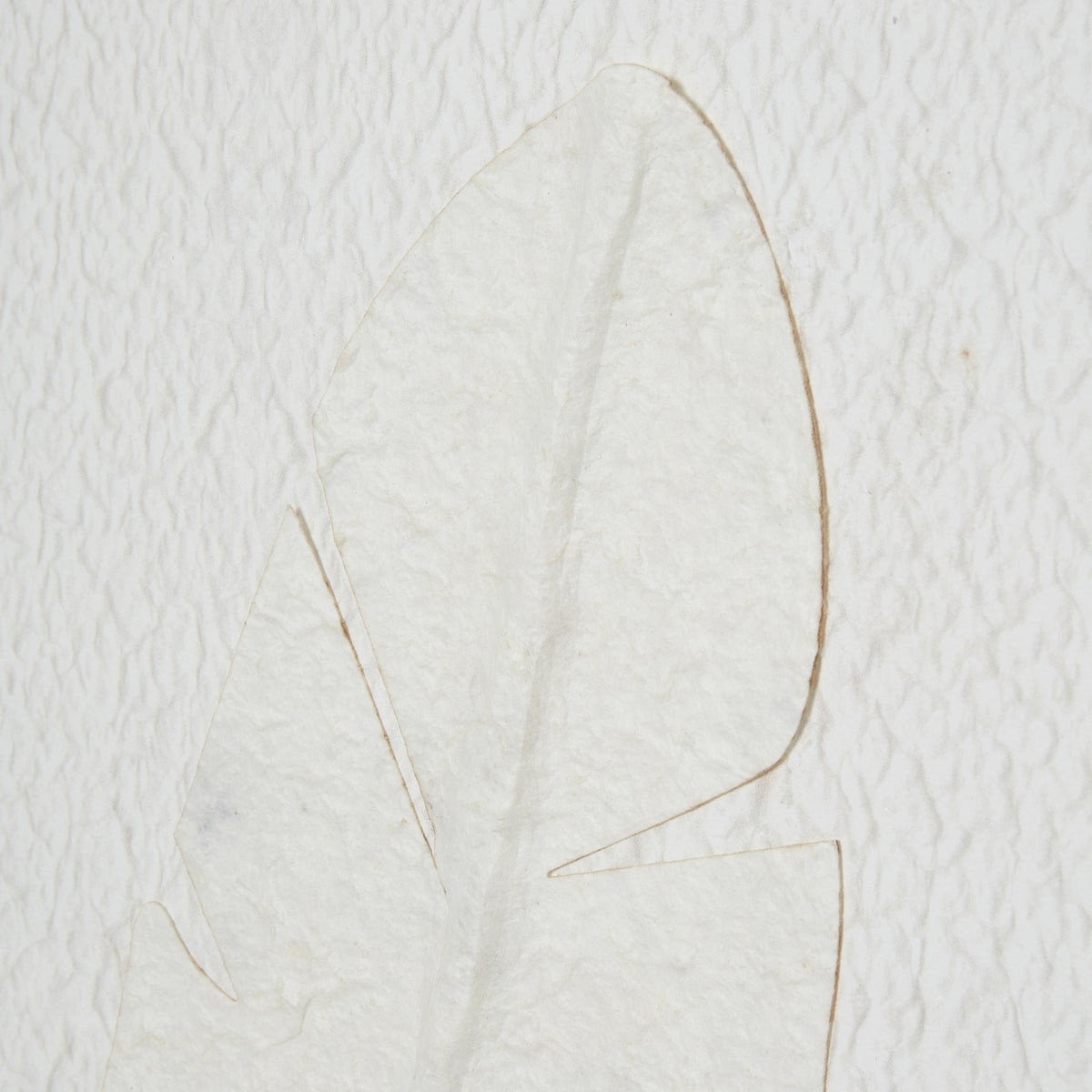 Close-up of the feather's curved tip, raised central line and divided edges against the textured white ground.