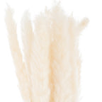 Close-up of overlapping cream-white plumes, showing their fine feathery edges and varied fullness.