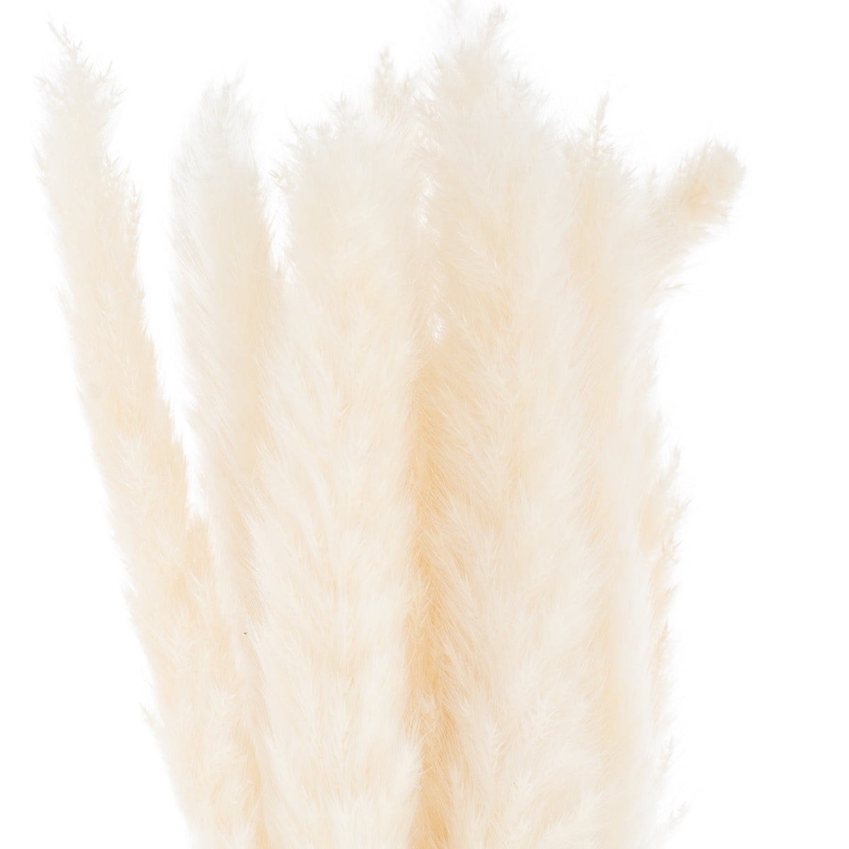 Close-up of overlapping cream-white plumes, showing their fine feathery edges and varied fullness.