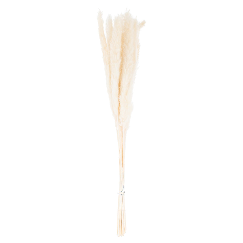 Full view of the Feather Taper plume bunch, with tied pale stems and narrow cream-white feathery plumes against a white background.