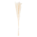 Full view of the Feather Taper plume bunch, with tied pale stems and narrow cream-white feathery plumes against a white background.