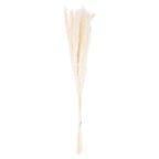 Full view of the Feather Taper plume bunch, with tied pale stems and narrow cream-white feathery plumes against a white background.