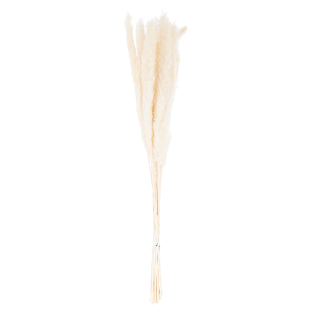 Full view of the Feather Taper plume bunch, with tied pale stems and narrow cream-white feathery plumes against a white background.