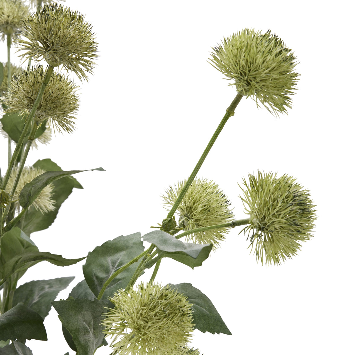Close-up of pale-green spherical flower heads with dense pointed filaments and dark tips, surrounded by green branches and broad serrated leaves.