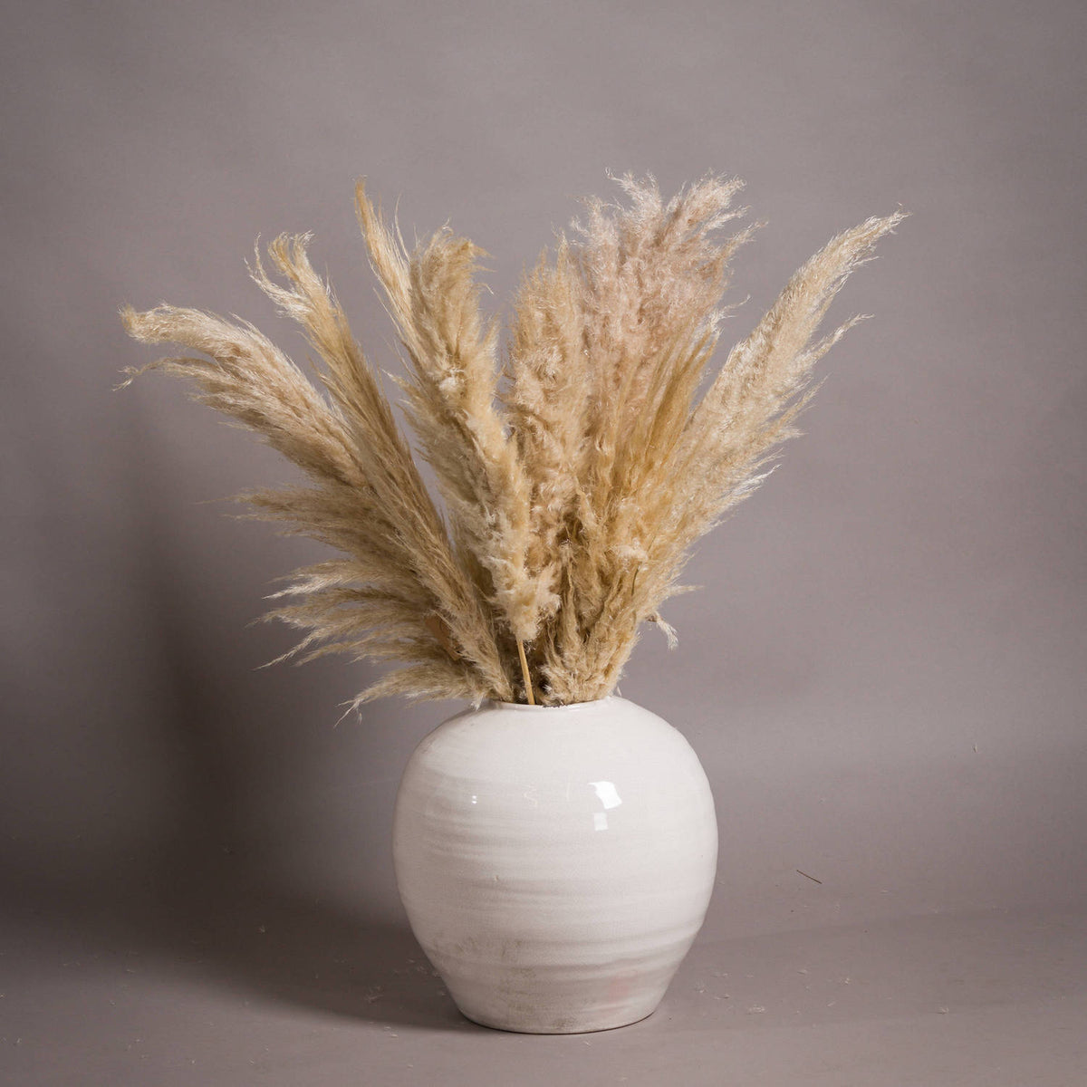 Pale rounded vase filled with tall, feathery beige grasses against a taupe backdrop, with light reflecting across its curved shoulders.