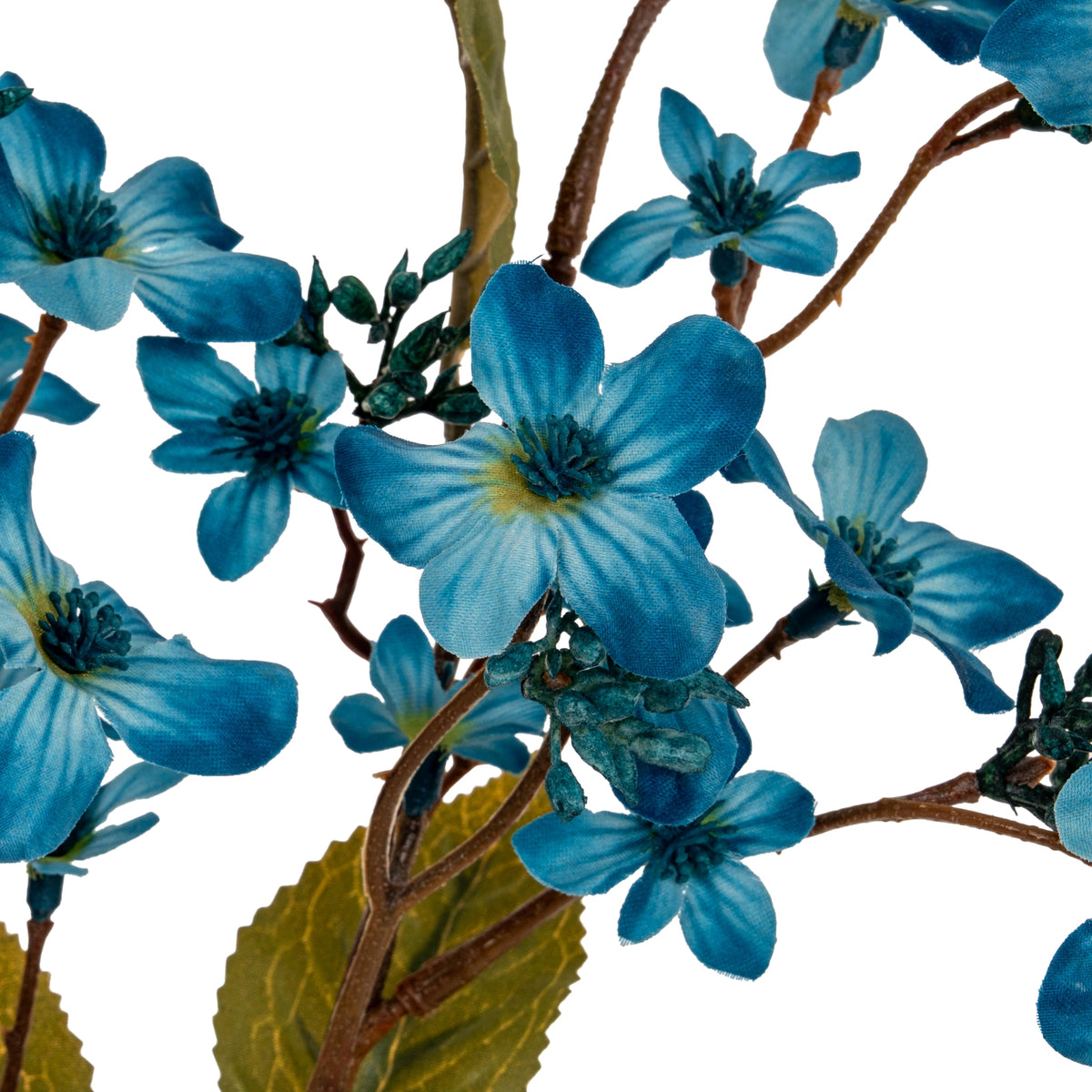 Close-up of blue petals with pale streaks and dark centres, surrounded by small buds and crossing brown branches above an olive-green leaf.